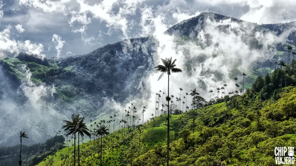valle-del-cocora-quindio